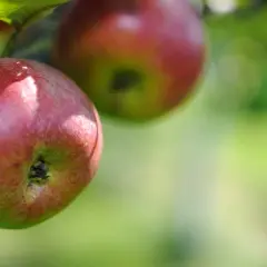 Czemu sok jabłkowy z Thermomixa to zdrowie zamknięte w szklance?