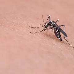 Skuteczne domowe sposoby na komary przy grillu, które działają