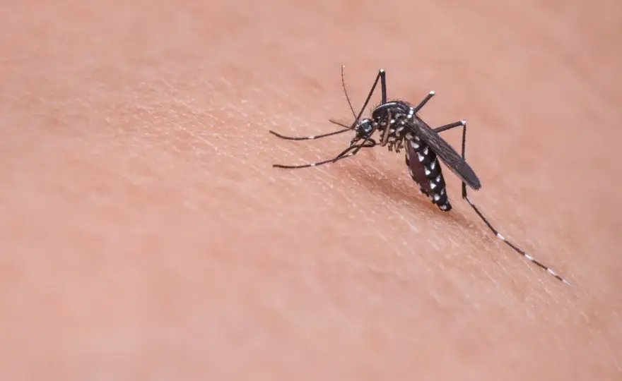 Skuteczne domowe sposoby na komary przy grillu, które działają